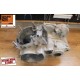 Carcasa Motor ktm exc 250/300 2t 1999